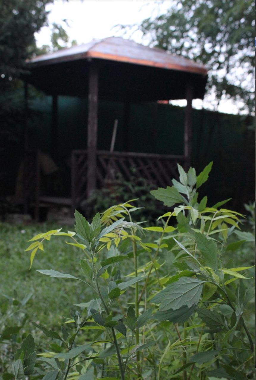 Apartmani Maja Beçkerek Dış mekan fotoğraf